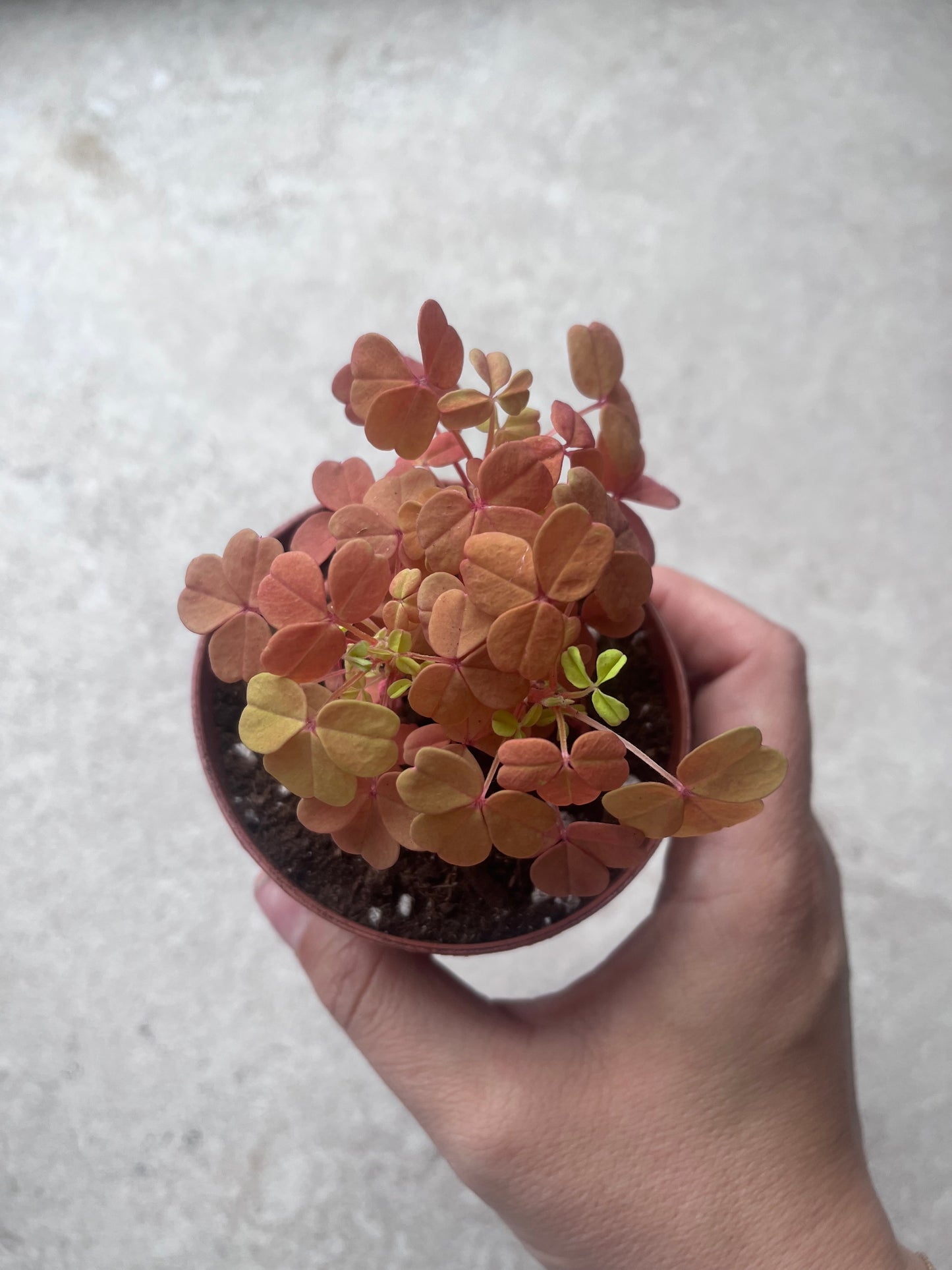 Oxalis vulcanicola « sunset velvet »