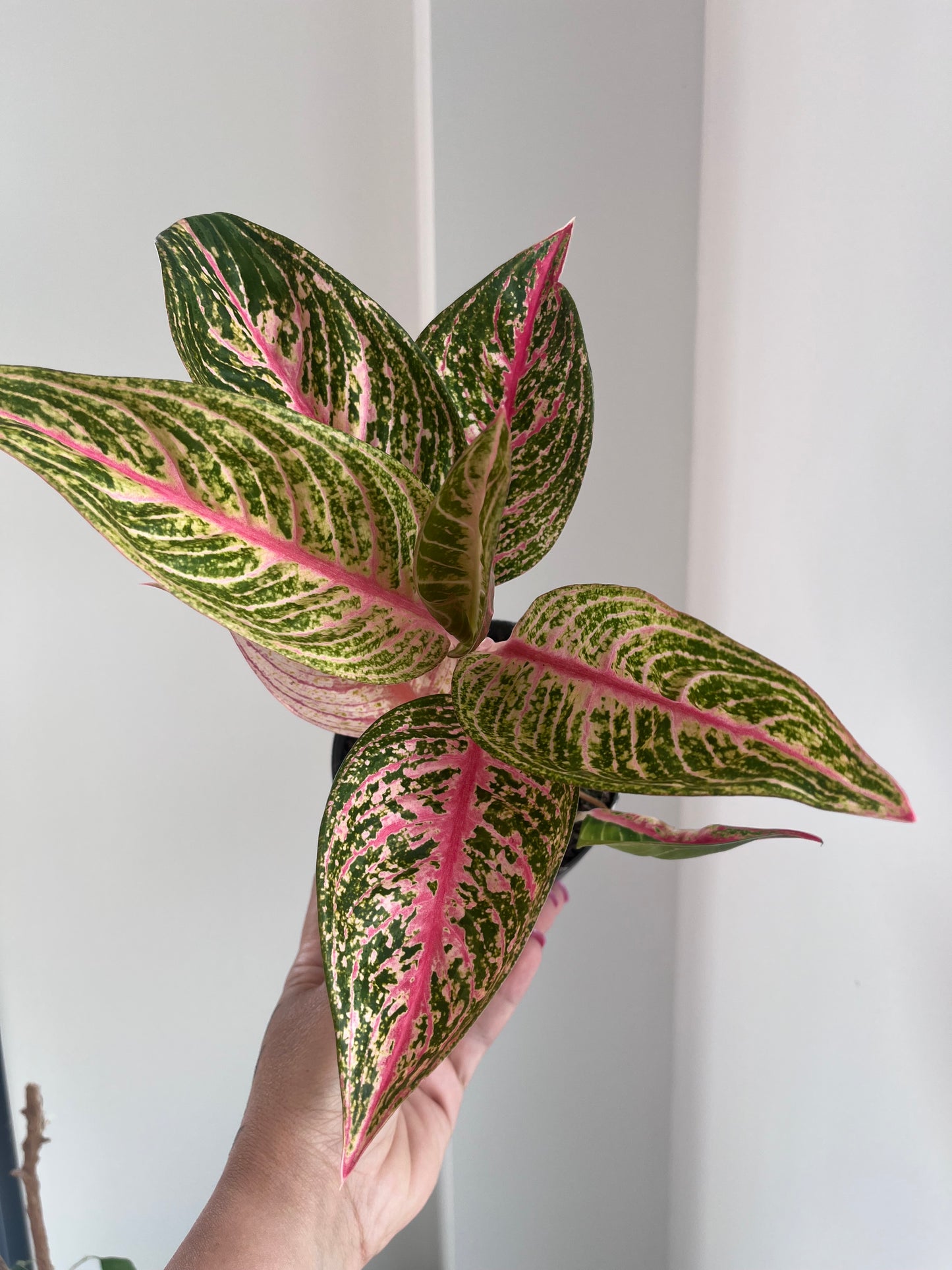Aglaonema red okapi