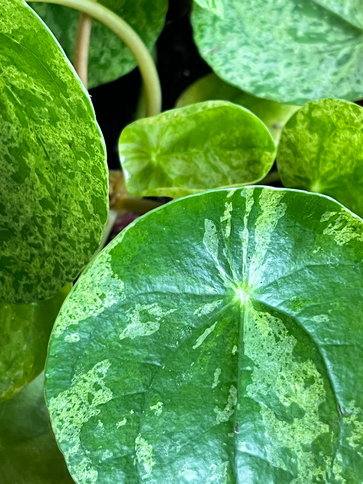 Pilea Mojito
