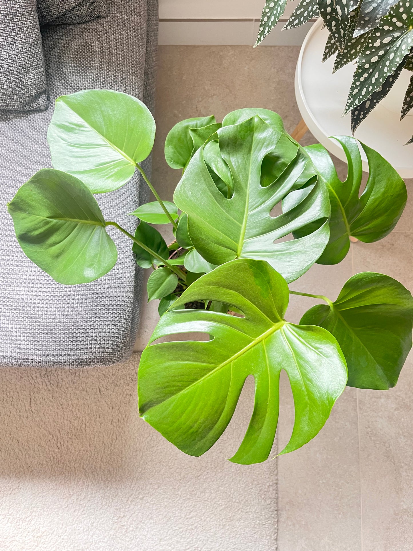 Monstera deliciosa