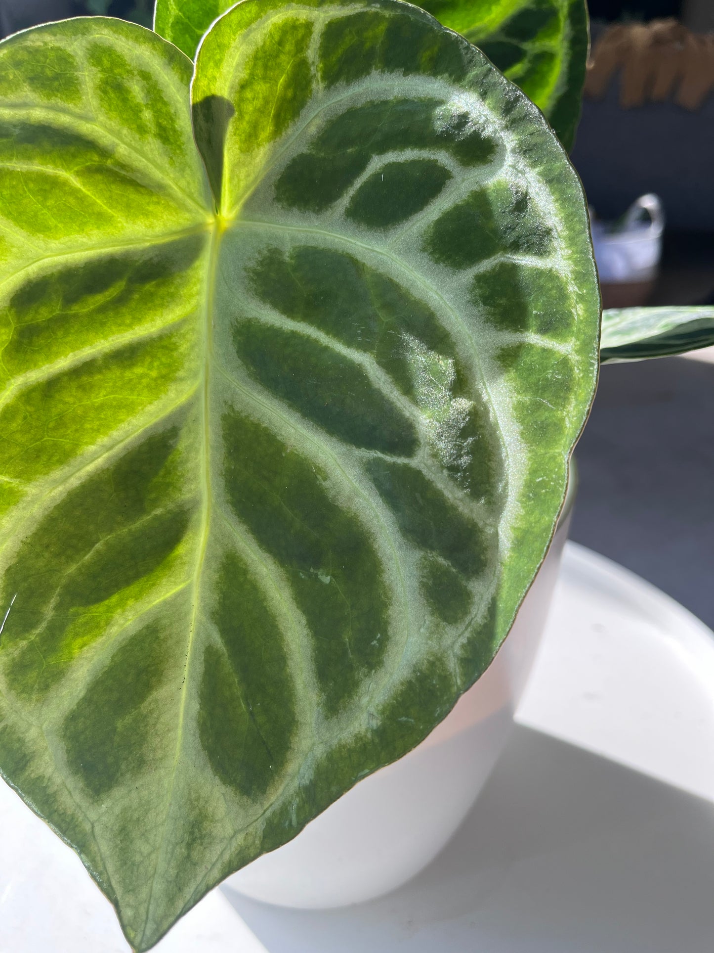 Anthurium Silver Blush