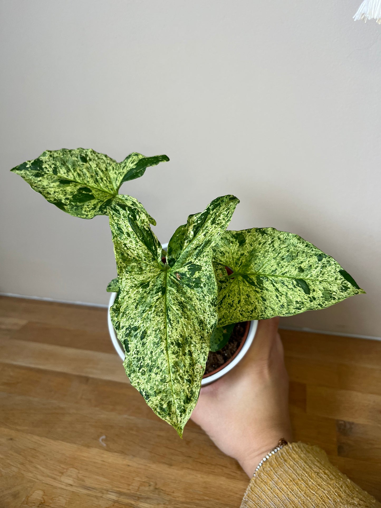 Syngonium mojito