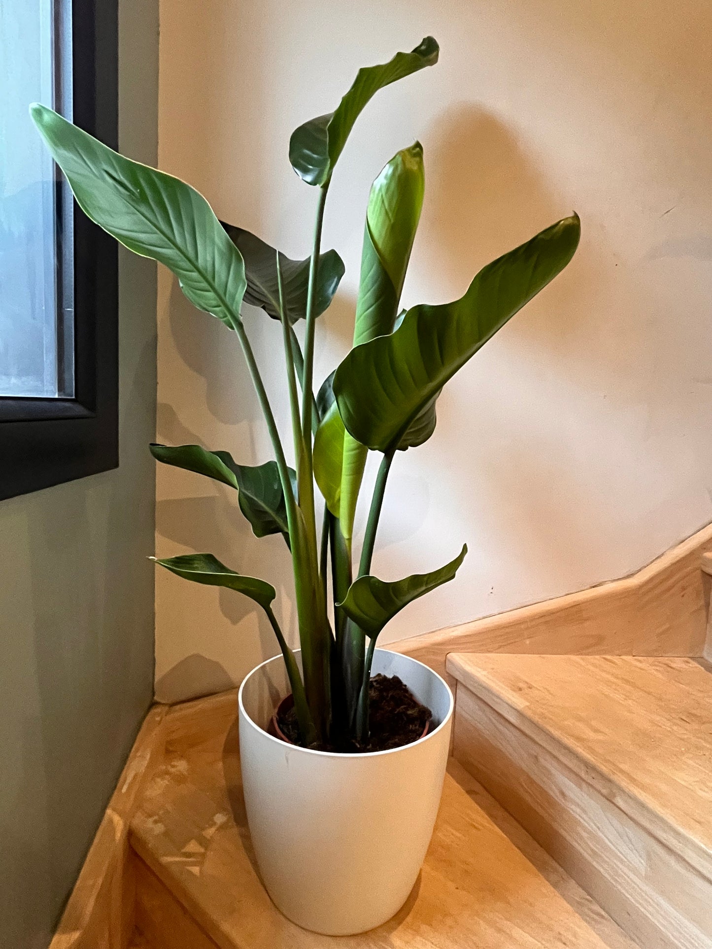 Strelitzia Nicolaï