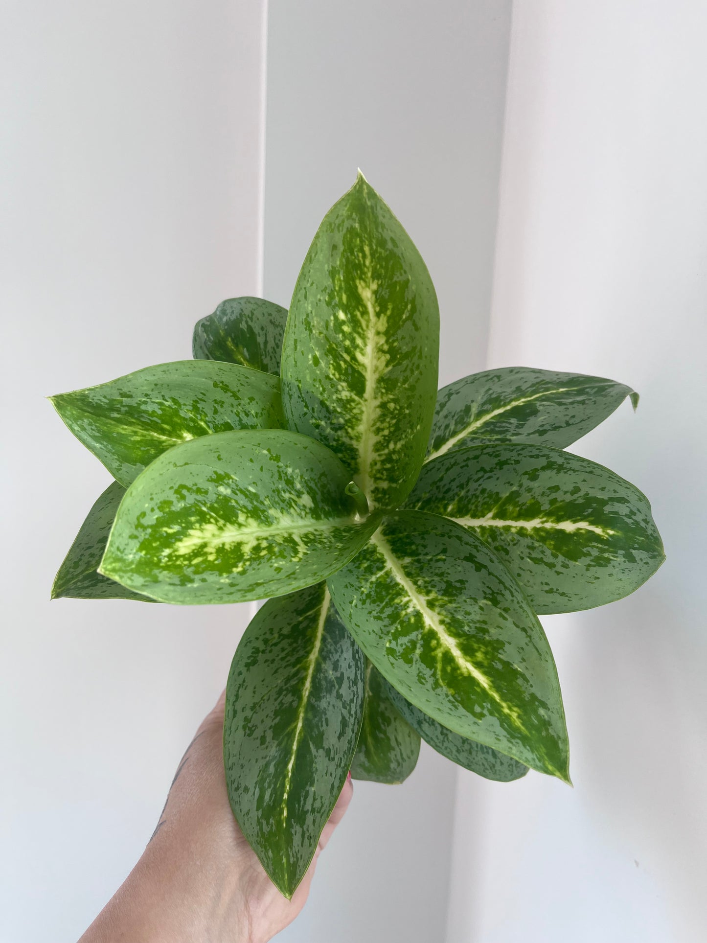 Aglaonema Lemon mint
