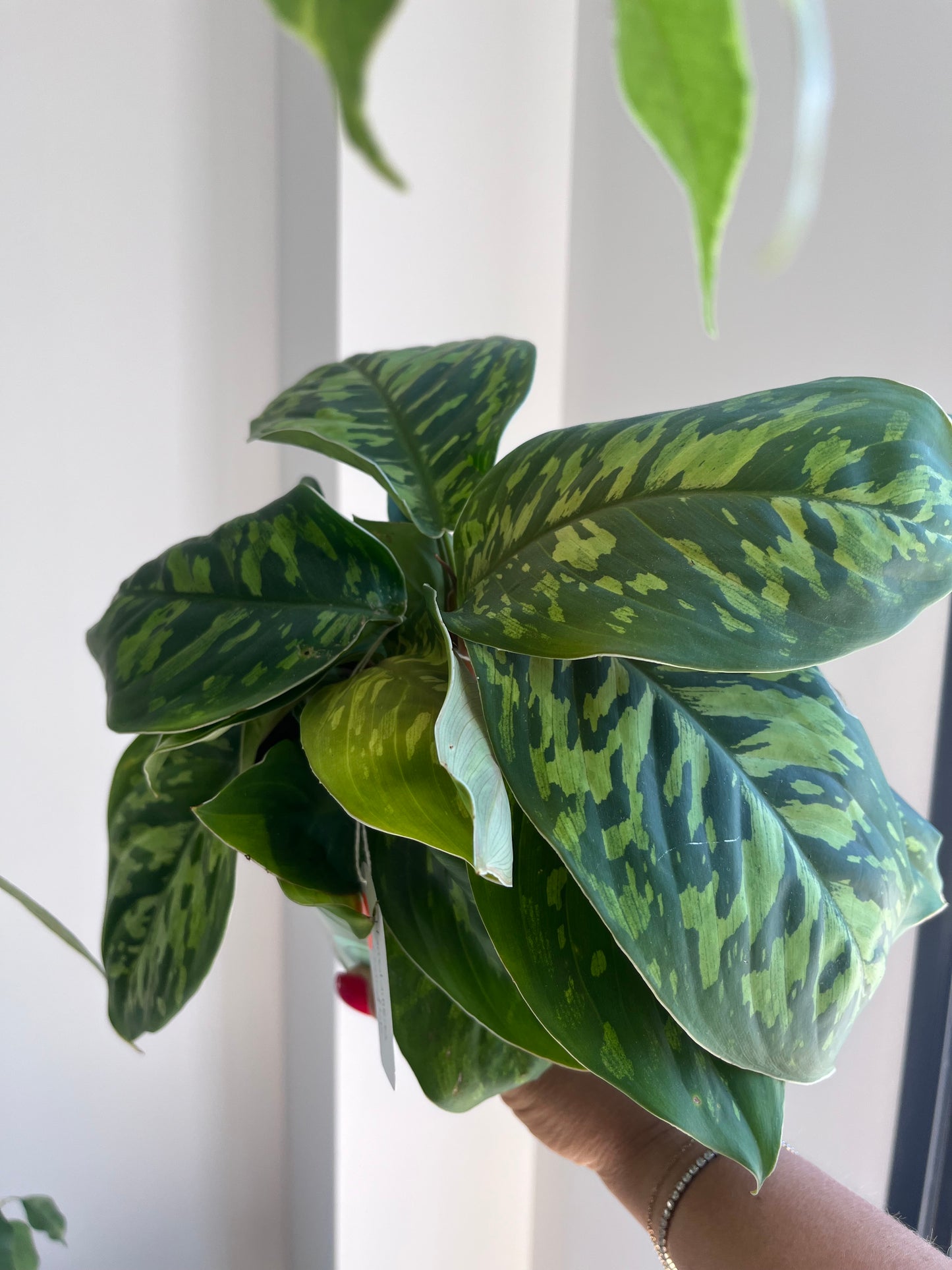 Homalomena Camouflage