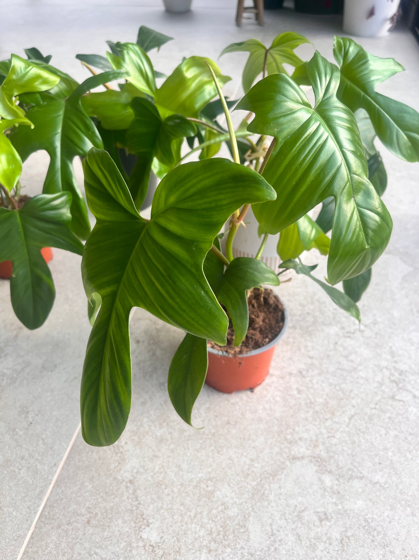 Philodendron Florida Green