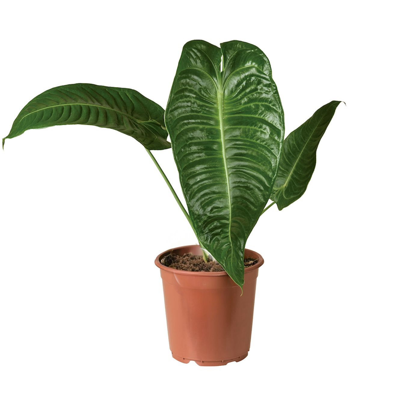 Anthurium Veitchi