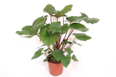 Homalomena rubescens Maggy