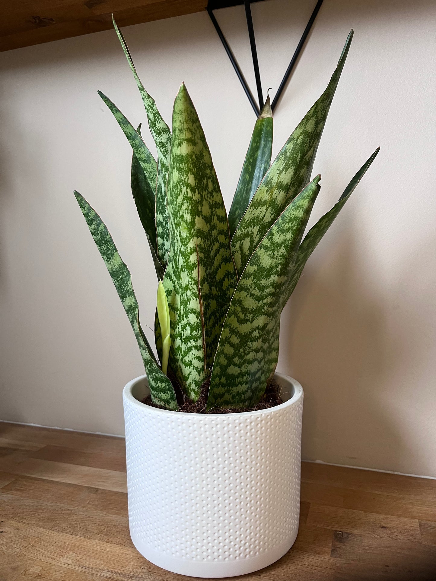 Sanseveria Trifasciata Zeylanica