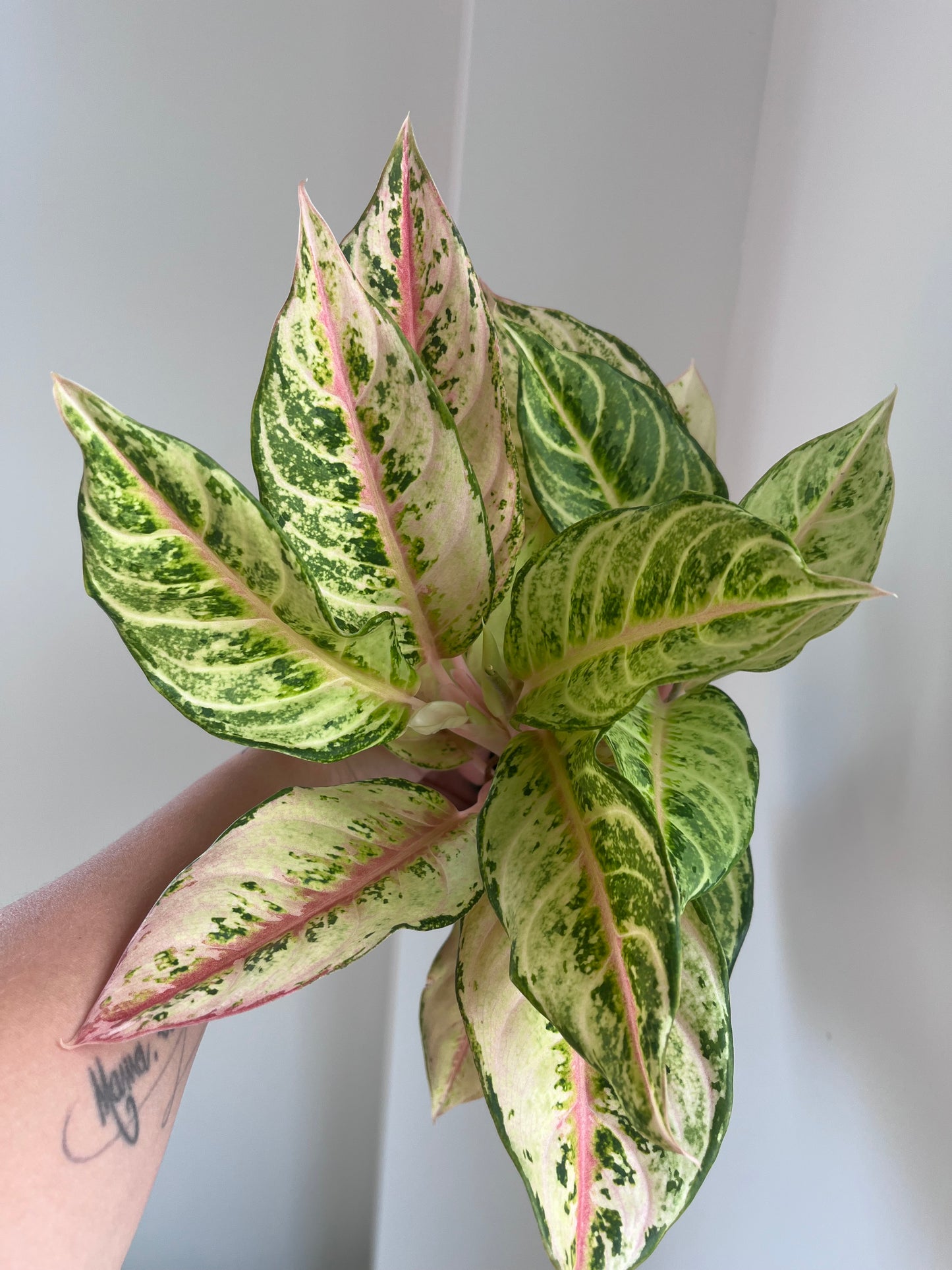 Aglaonema chartreuse Pretty