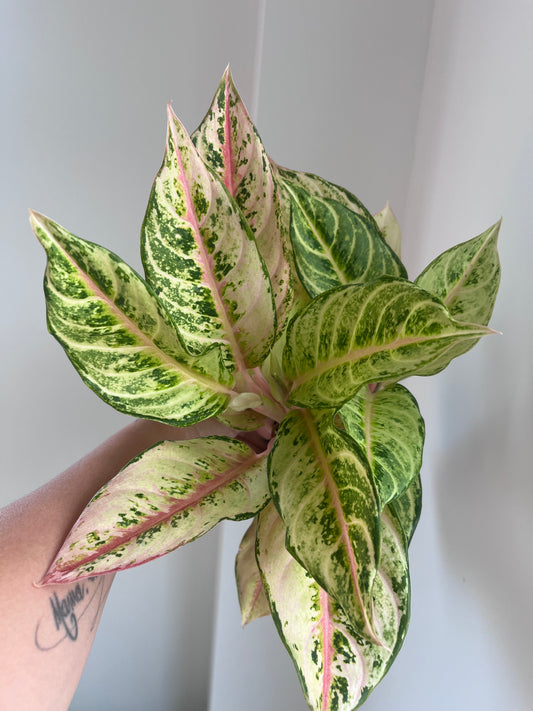 Aglaonema chartreuse Pretty