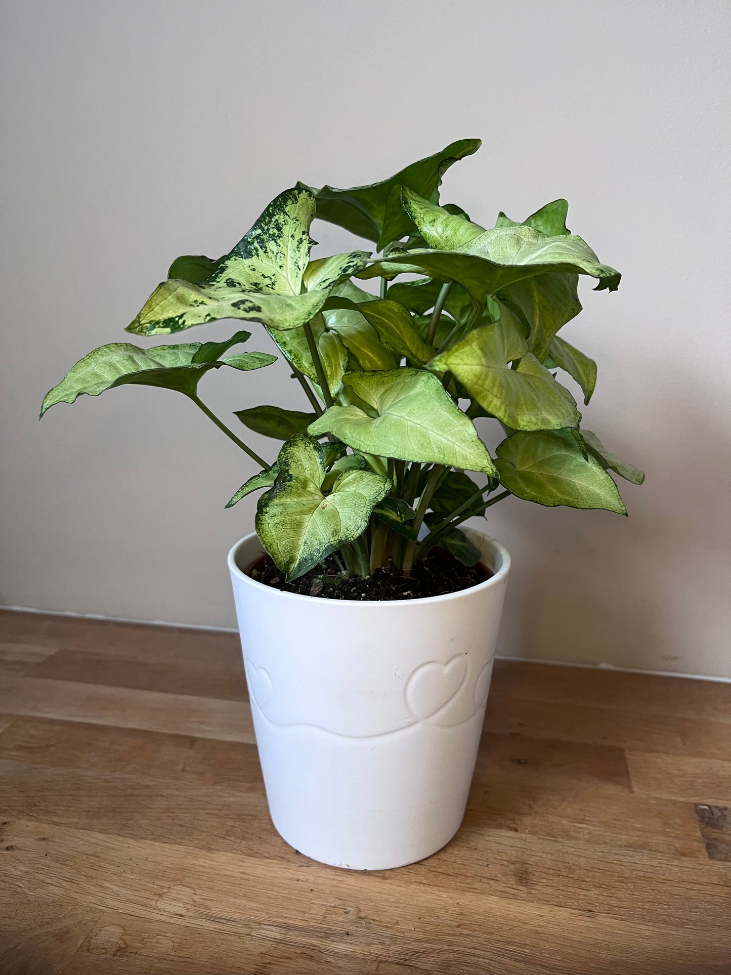Syngonium Panaché