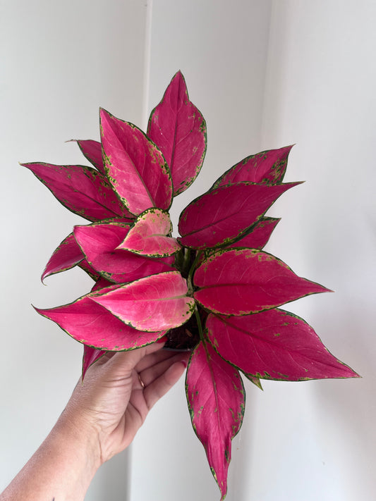 Aglaonema Red