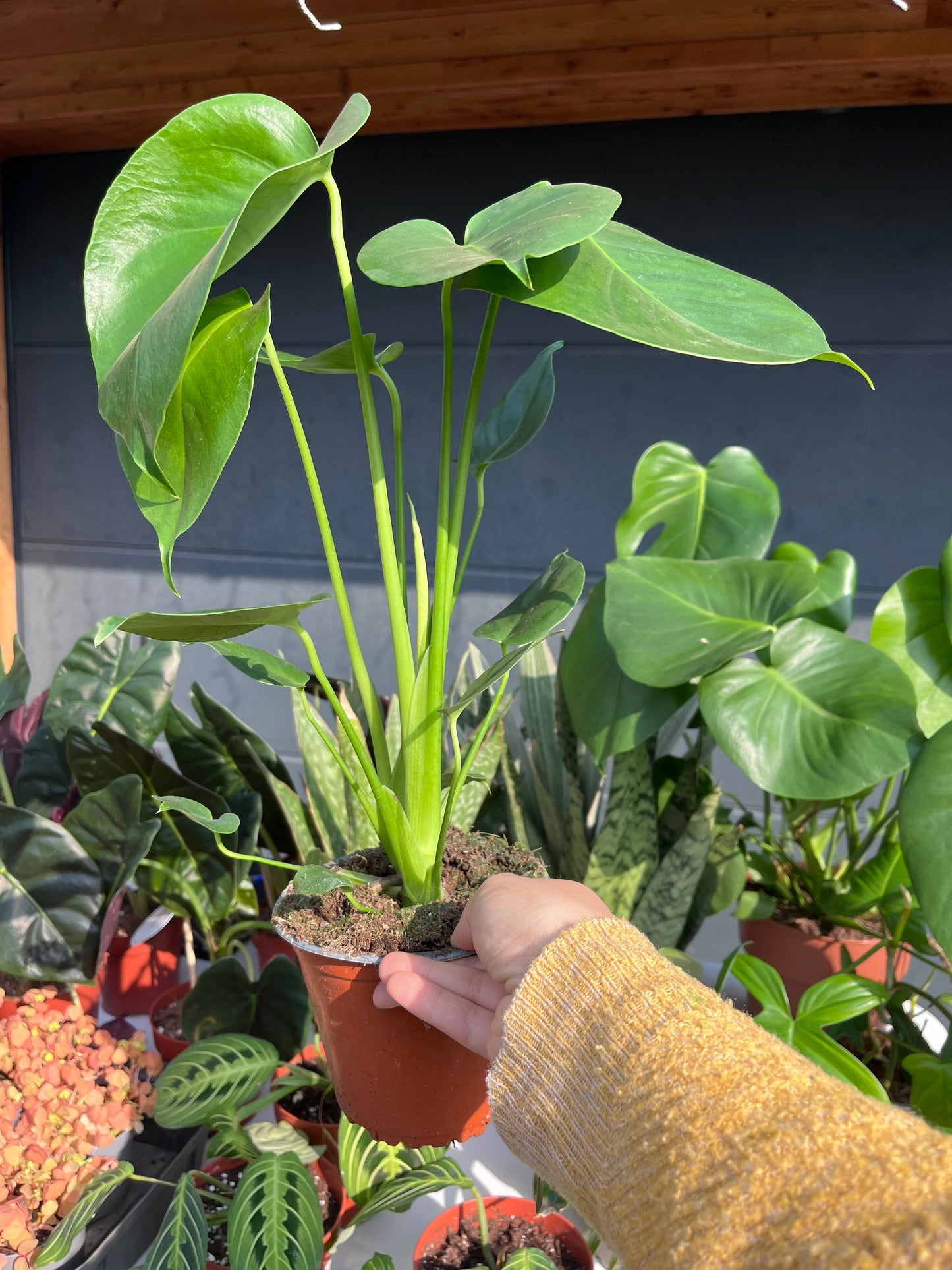 Monstera déliciosa
