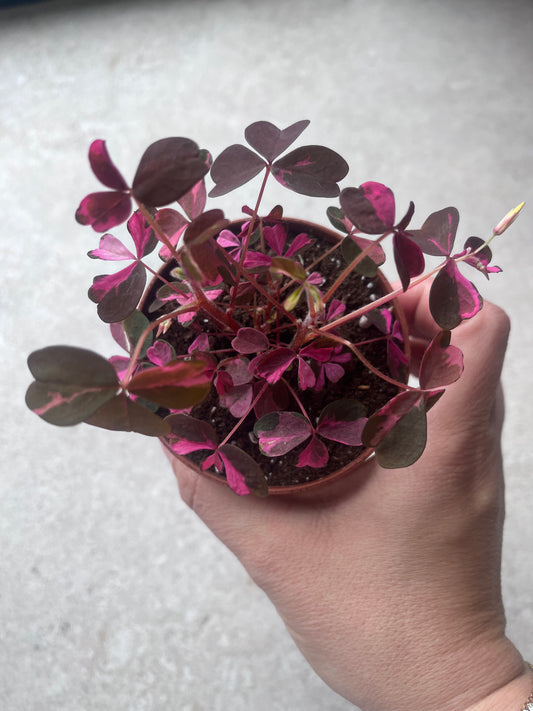 Oxalis vulcanicola pink