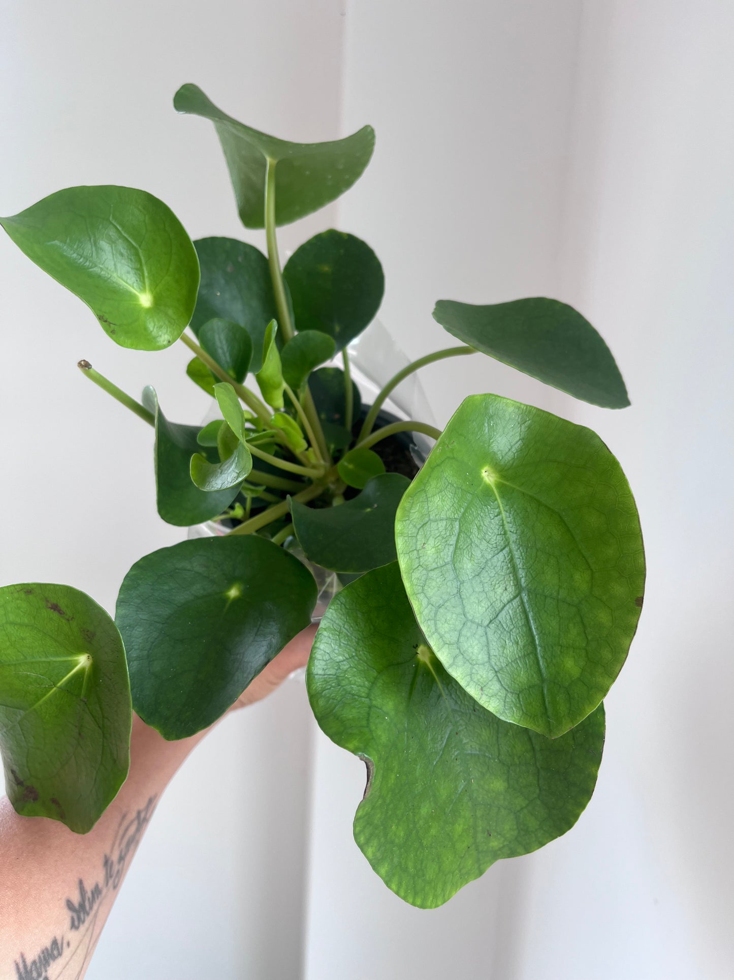 Pilea peperomioide