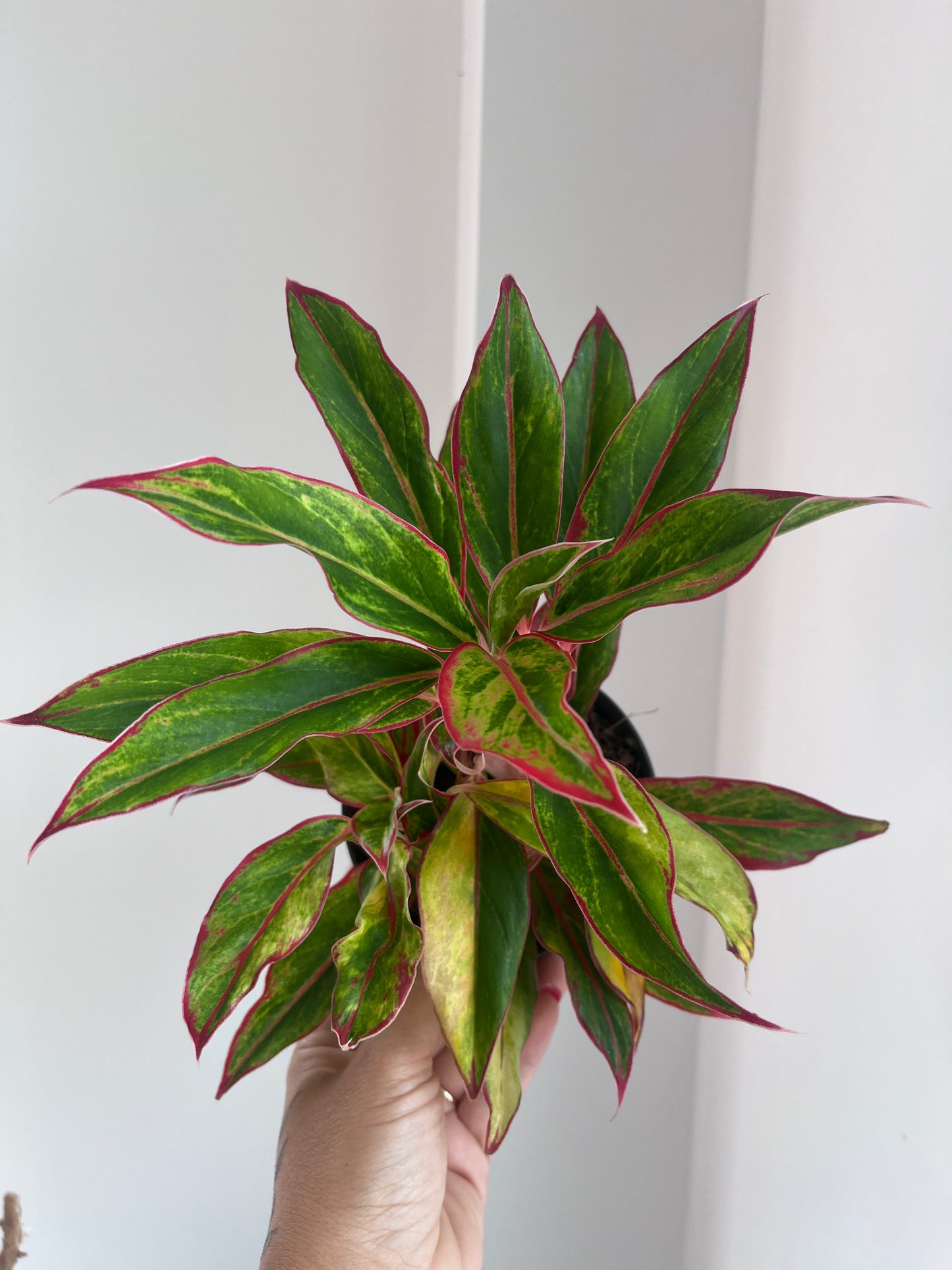 Aglaonema jamaïca red