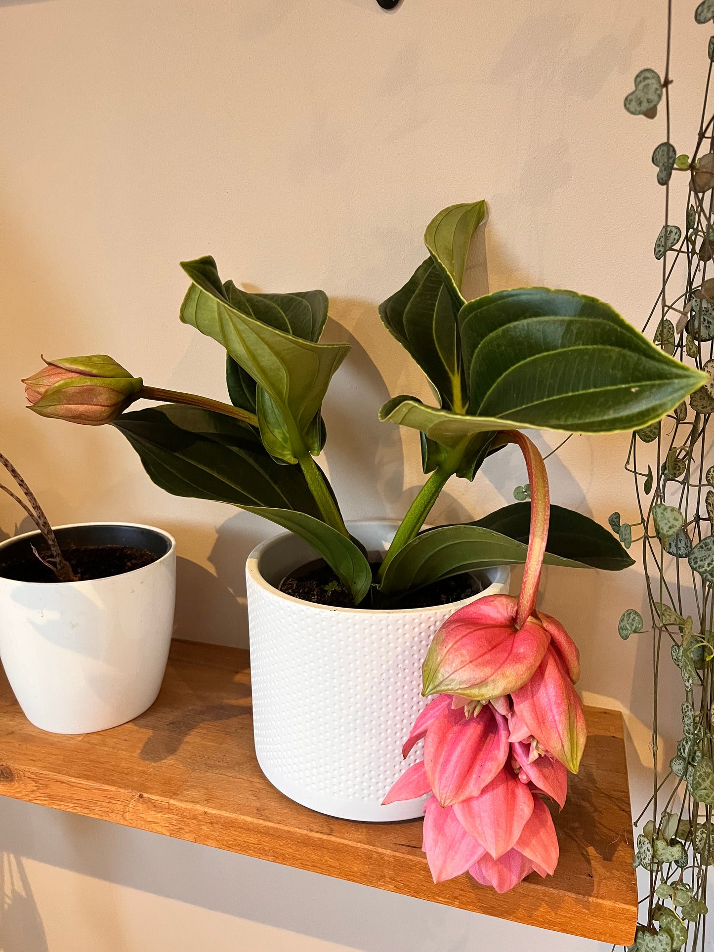 Medinilla Candy