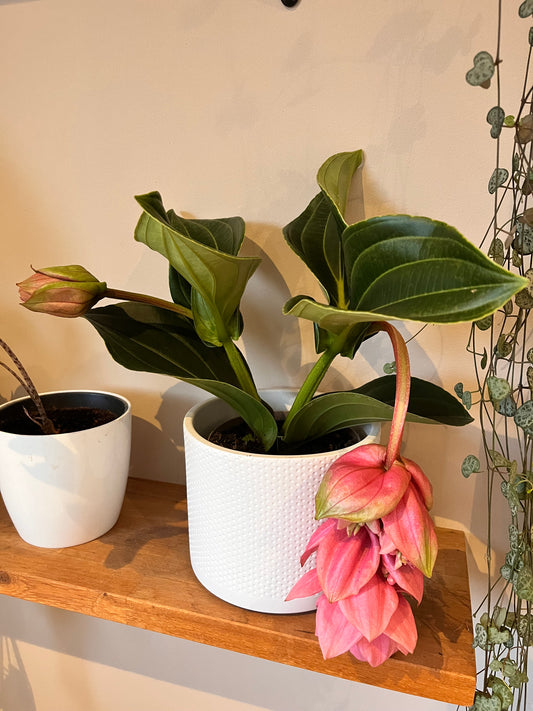 Medinilla Candy