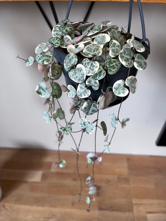Ceropegia Woodii Variegata