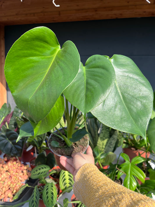 Monstera déliciosa