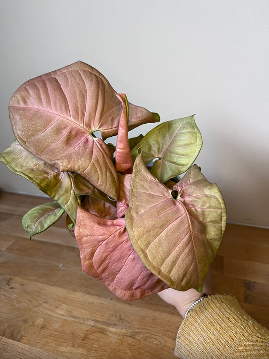 Syngonium Néon Pink