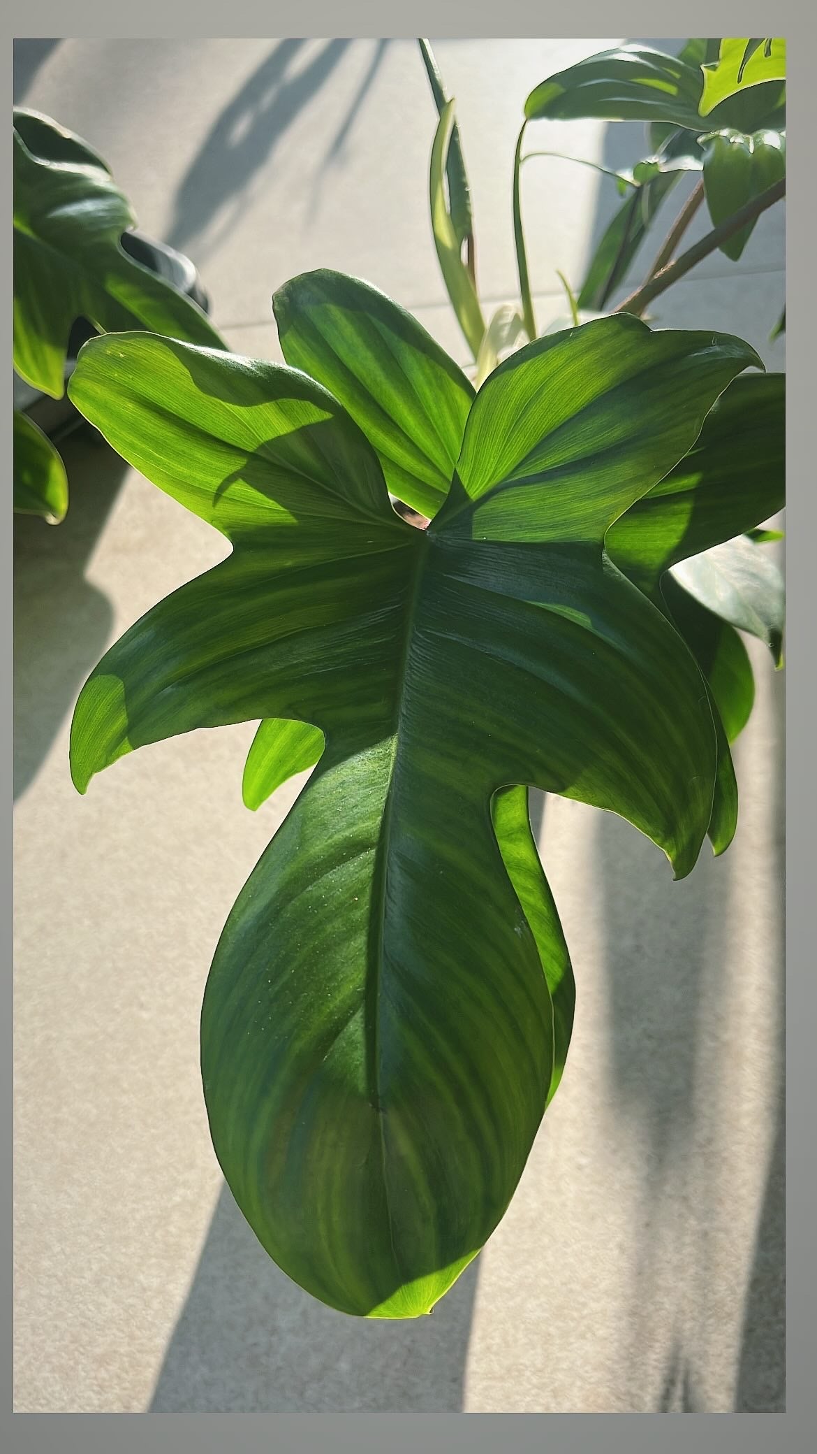 Philodendron Florida Green