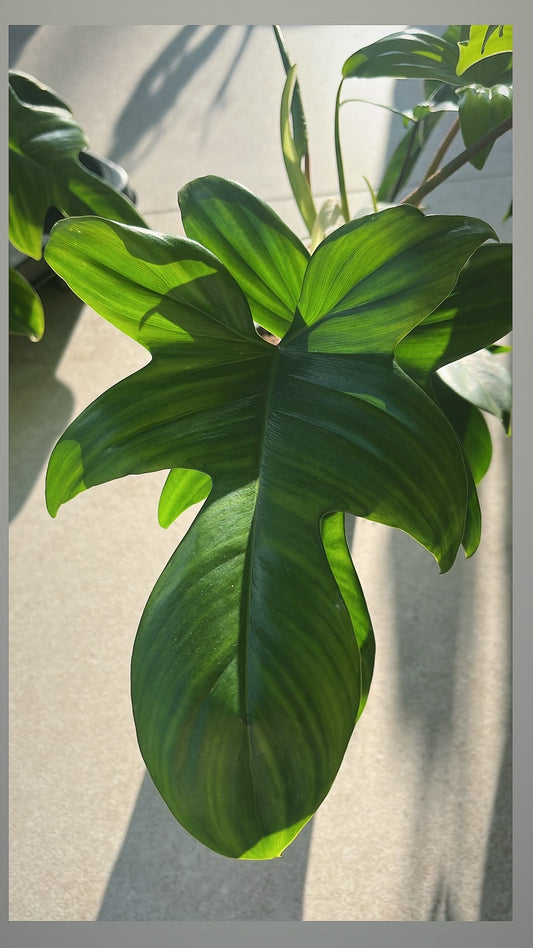 Philodendron Florida Green