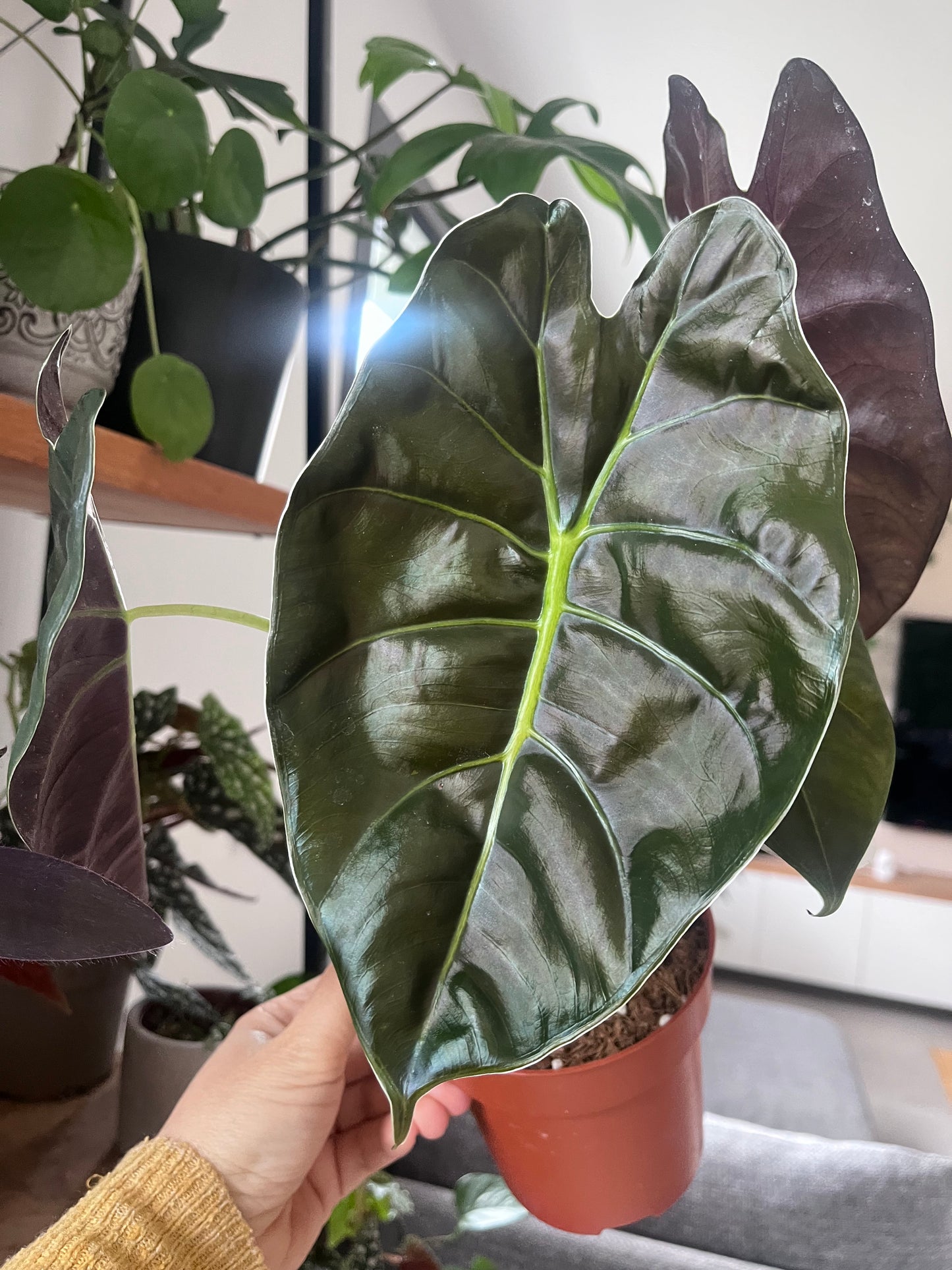 Alocasia Golden Bone- plante imparfaites !