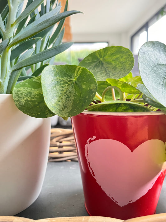 Pilea Mojito