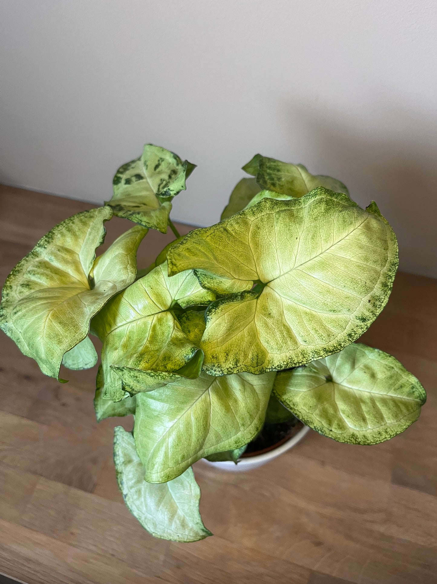 Syngonium Panaché