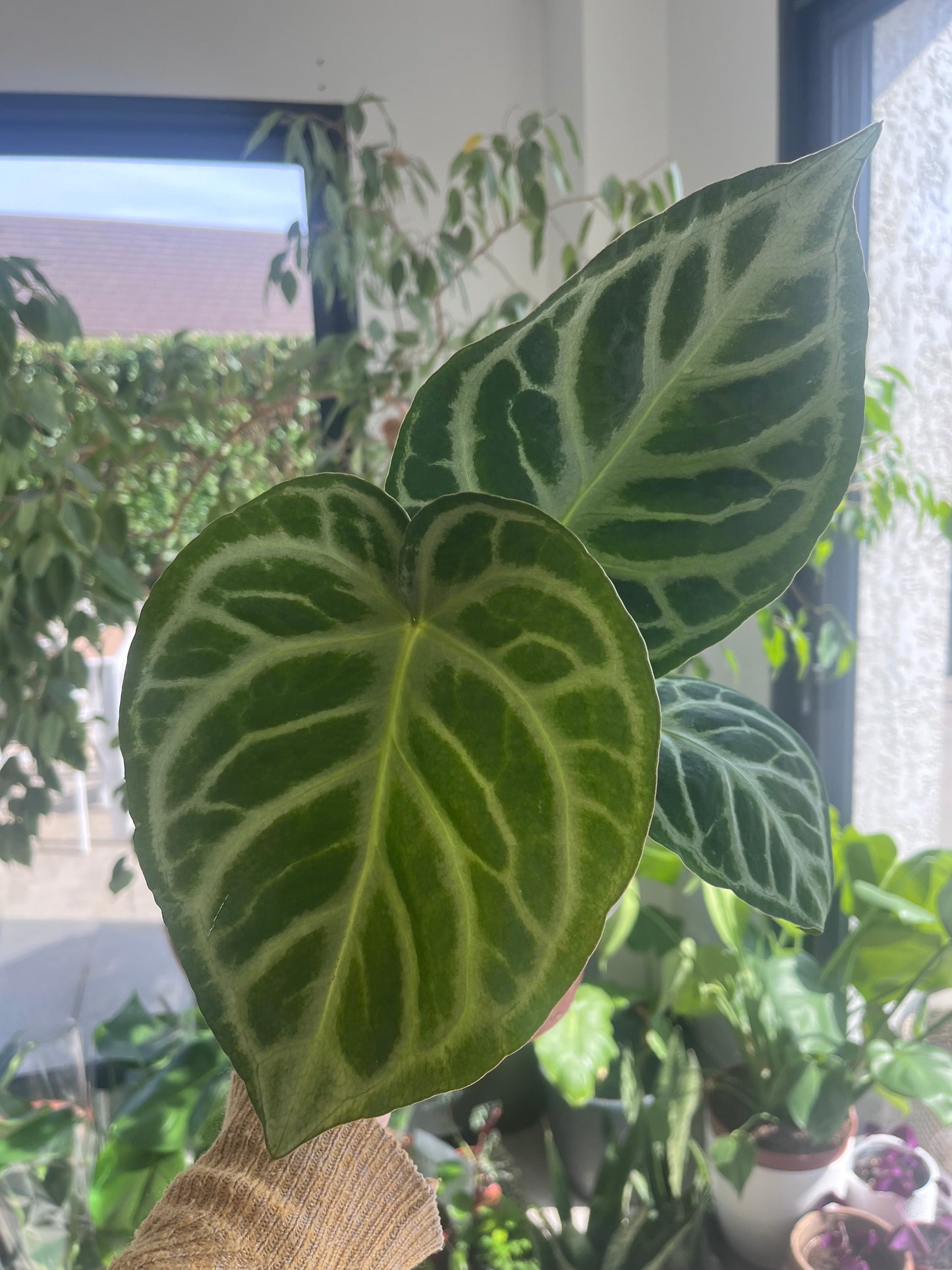 Anthurium Silver Blush