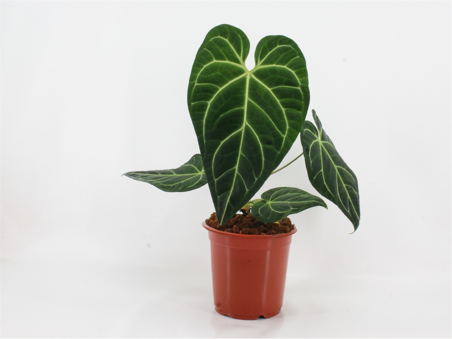 Anthurium Regal