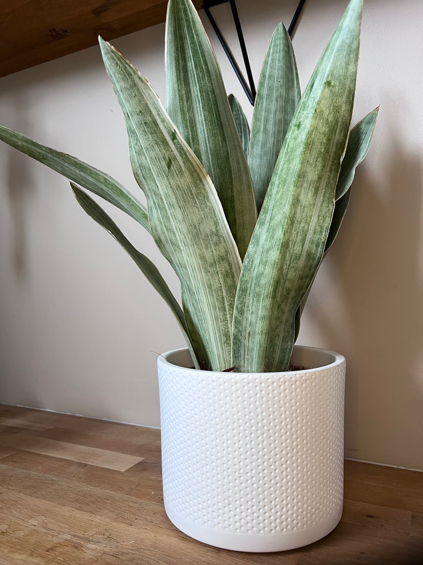 Sanseveria trifasciata moonlight