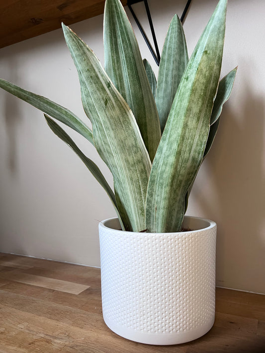 Sanseveria trifasciata moonlight