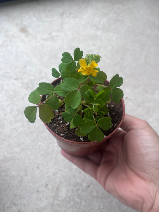 Oxalis