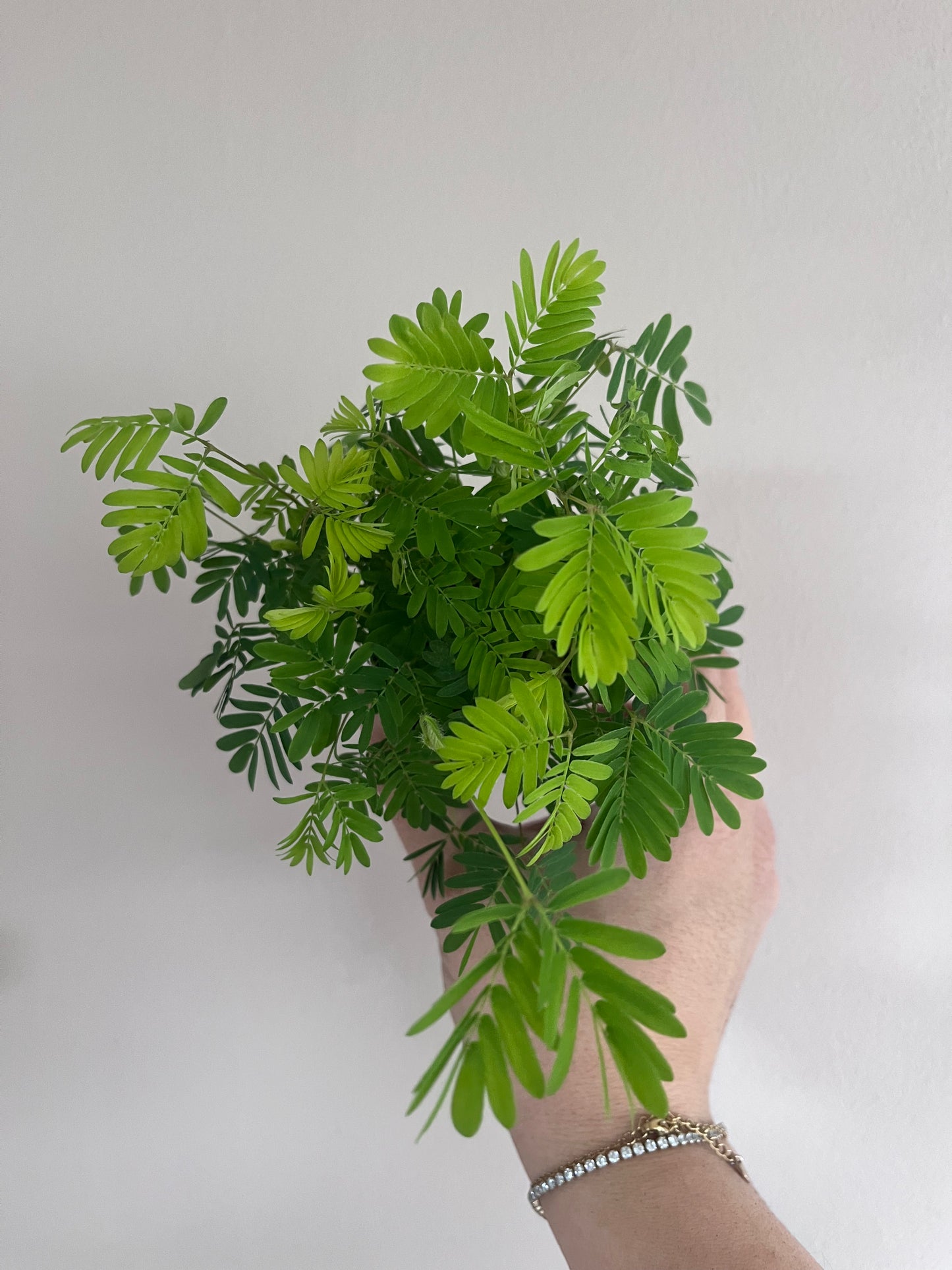 Mimosa Pudica « plante sensitive »